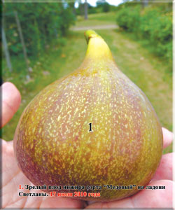 «Source of Life» A huge fig fruit