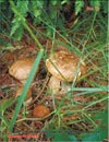 Белые грибы Boletus edulis