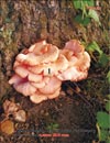 Вёшенка Розовая Pleurotus djamor