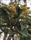 Японская слива — Loquats-Eriobotria Photina Japonica