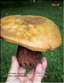 Огромные Белые грибы в июне