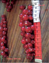 Красная смородина – Ribes vulgare Lam