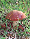 Перечный гриб – Chalciporus piperarus