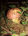 Польский гриб – Xerocomus badius