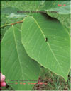 Magnolia Soulangiana «Lennei»