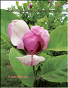 Magnolia Soulangiana – hybrid «Verbanica»