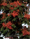 Tree of Heaven — Ailanthus Altissima (райское дерево)