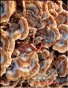 Отдельные грибы майтаке становятся всё больше и больше