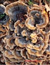 Отдельные грибы майтаке становятся всё больше и больше