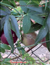 Плоды Passiflora Sayonara