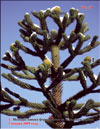 Араукария чилийская – Araucaria araucana
