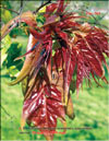 Китайский ясень – Ailanthus altissima