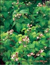 Малина красная – Rubus daeus