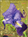 Петушки – Iris germanica