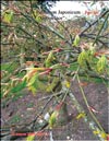 Японский пальчиковый клён «Зелёное кружево» – Acer Palmatum Japonicum «Green lace»
