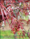 Японский пальчиковый клён «Огненное сияние» – Acer Palmatum Japonicum «Fire glow»