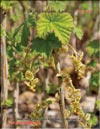 Смородина красная – Ribes vulgare Lam.