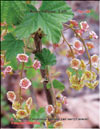 Смородина красная – Ribes vulgare Lam.