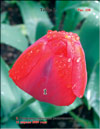 Тюльпаны – Tulipa L.