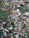 Вишня обыкновенная – Prunus cerasus L.