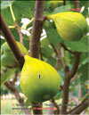 Созревшие плоды сорта «Золотистый» на ветках Фигового дерева (Ficus carica L.)