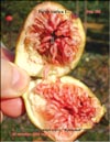 Огромный плод инжира сорта «Кровавый» в 2008 году