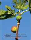 Плоды сорта «Кровавый» на ветках Фигового дерева (Ficus carica L.)