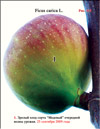 Плоды сорта «Медовый» на ветках Фигового дерева (Ficus carica L.)