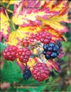 Ежевика (Rubus caesius)