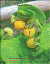 Малина жёлтая (Rubus ellipticus)