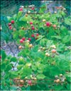 Малина жёлтая (Rubus ellipticus) и Малина красная (Rubus daeus)
