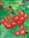 Смородина красная (Ribes vulgare Lam.)