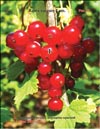 Смородина красная (Ribes vulgare Lam.)