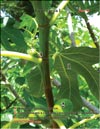 Огромные листья фигового дерева (Ficus carica L.) в 2009 году