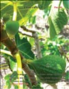 Несколько поколений плодов на ветках Фигового дерева (Ficus carica L.)