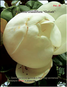 Magnolia «Goliath»